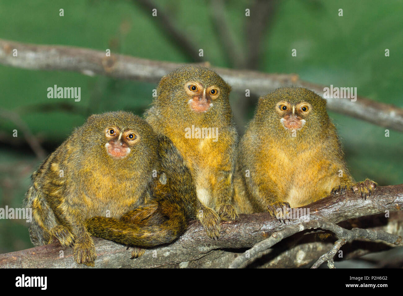 Le ouistiti pygmée, Callithrix pygmaea, Cebulla, forêt tropicale, Amérique du Sud, captive Banque D'Images