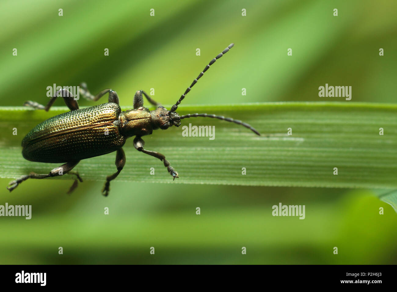 Un roseau beetle (Donacia marginata) Banque D'Images