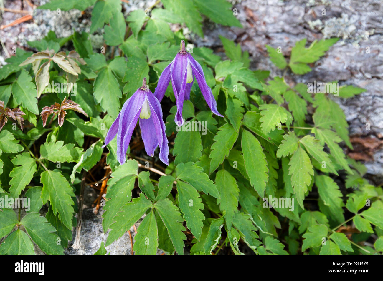 Fleur de montagne alpine, Clematis, Clematis alpina, Haute-Bavière, Alpes, Allemagne Banque D'Images