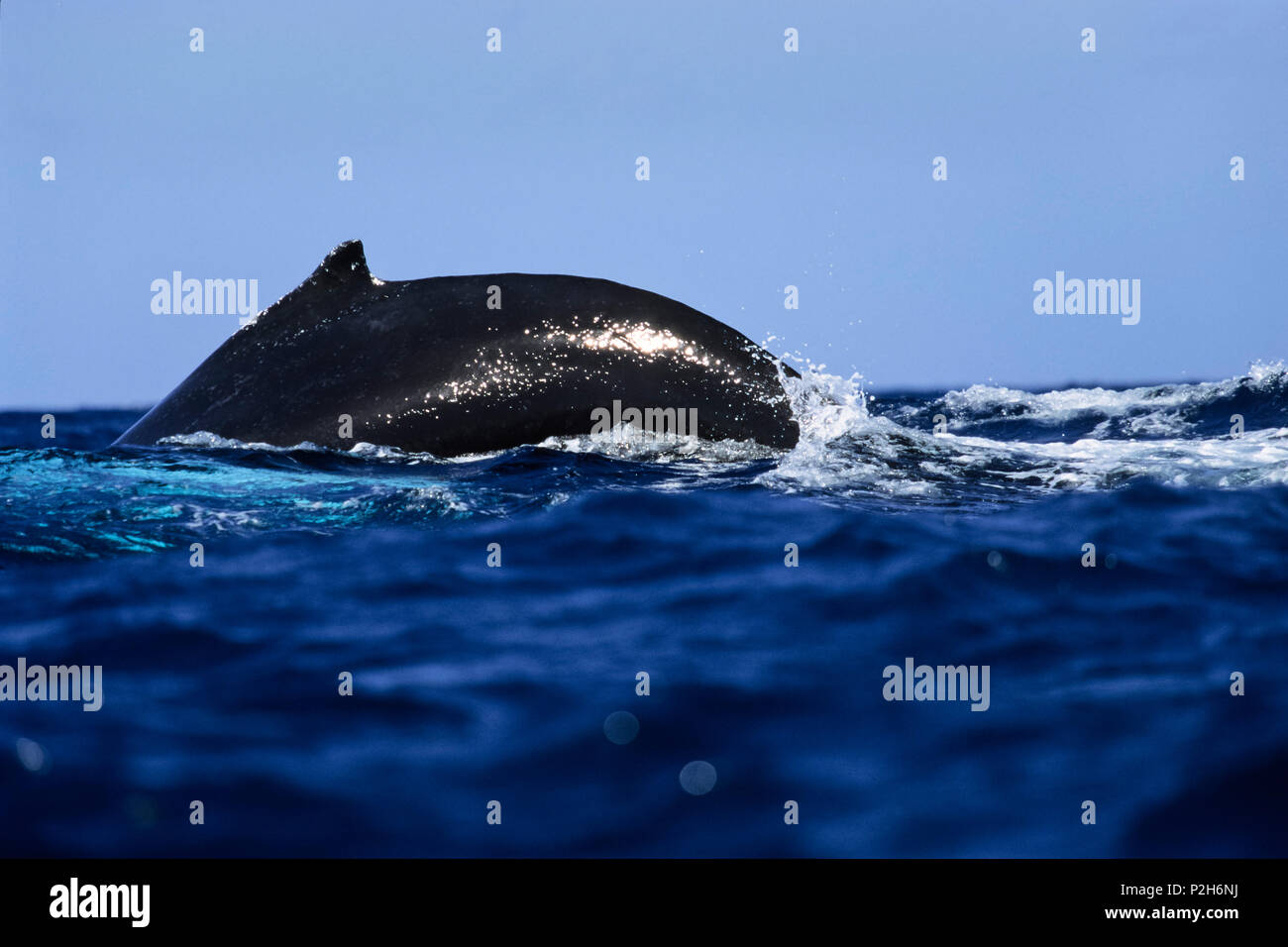 Retour d'un wale dans la mer Banque D'Images