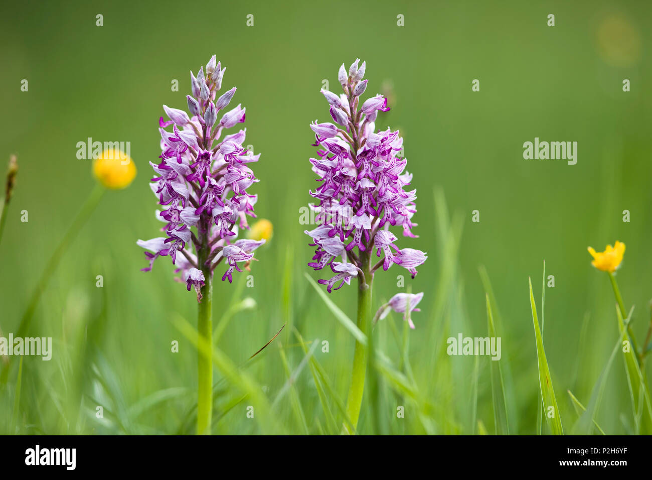Marsh Orchid, Orchis militaris, Bavière, Allemagne Banque D'Images