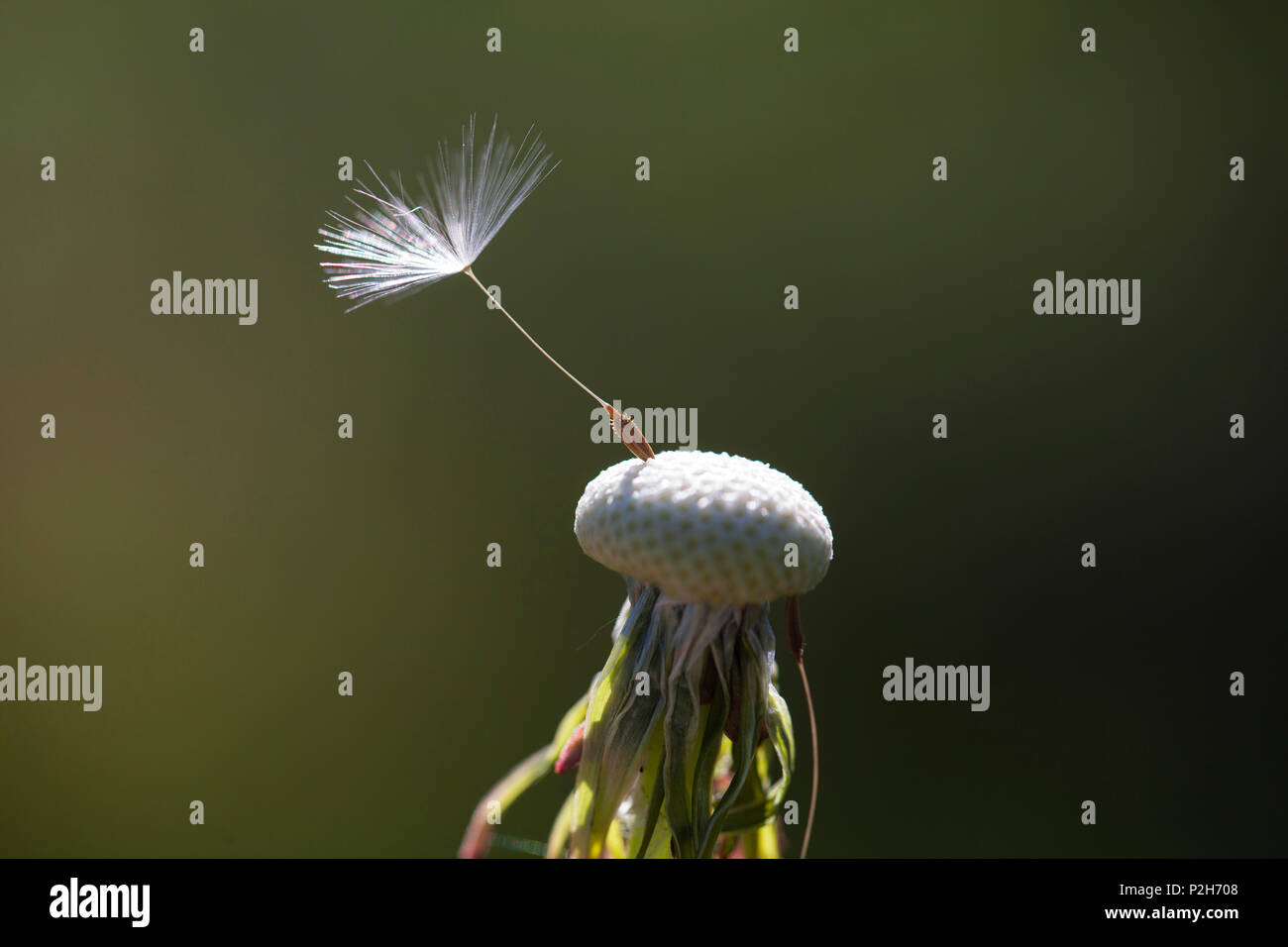 Graines de pissenlit, Taraxacum officinale, Bavaria, Germany, Europe Banque D'Images