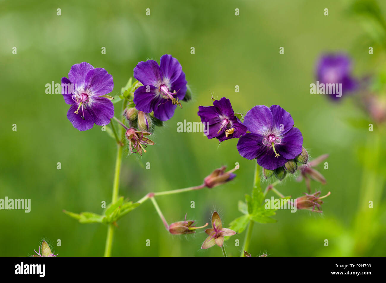 Géranium sanguin, géranium phaeum sombre, Bavière, Allemagne Banque D'Images