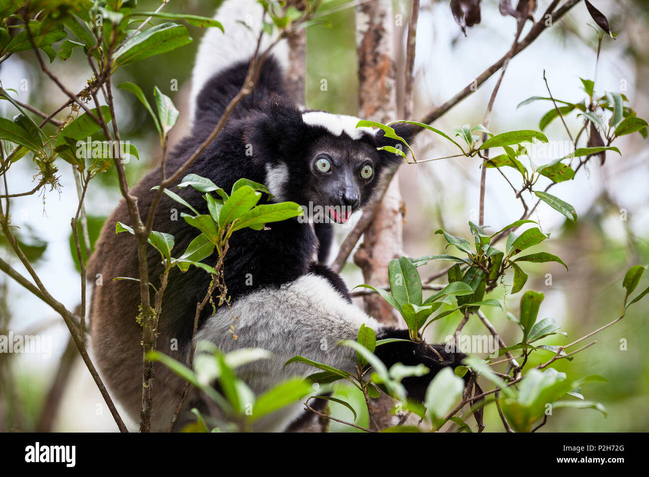 Indri, l'Indri Indri, rainforest, Andasibe Parc National Mantadia, East-Madagascar, Afrique Banque D'Images