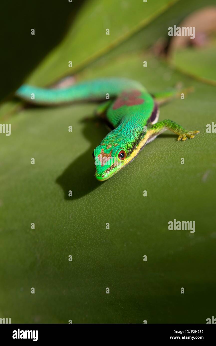 Jour bordée, Gecko Phelsuma lineata bifasciata, Canal de Pangalanes, Madagascar, Afrique de l'Est Banque D'Images