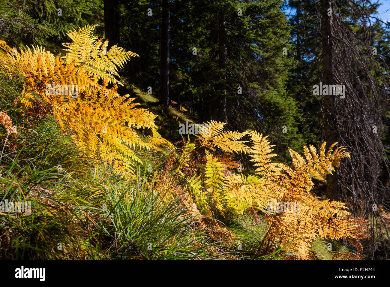 Nature, plantes, plantes, à l'extérieur, jour, personne ne Banque D'Images