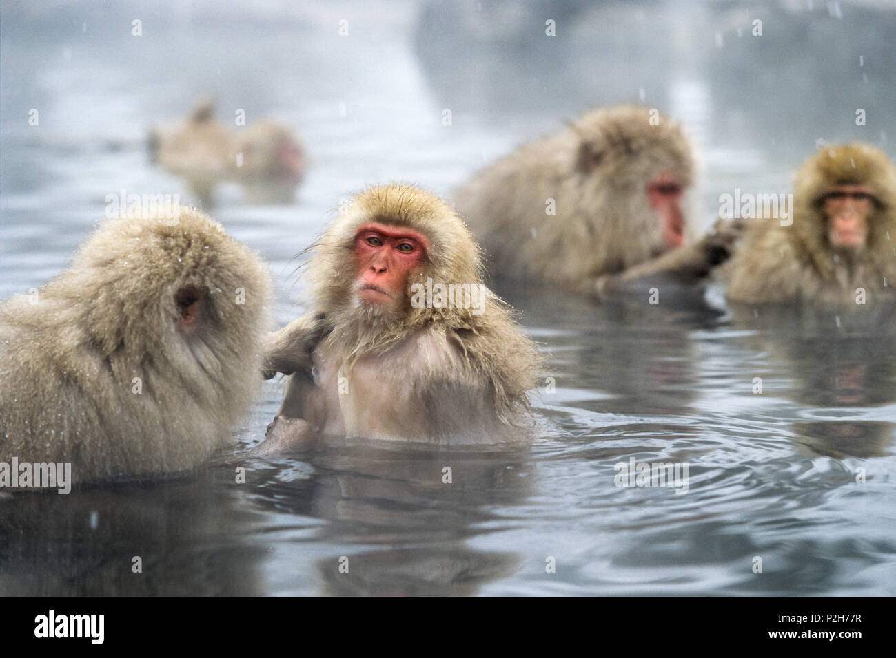 Snowmonkeys, macaques japonais Hot spring, Macaca fuscata, Alpes japonaises, le Japon Banque D'Images