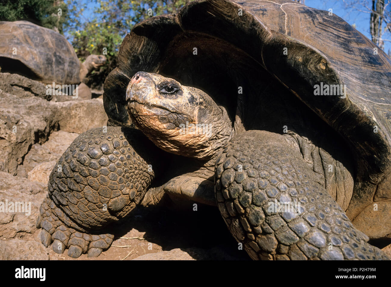 Les tortues géantes des Galapagos, Chelonoidis nigra, l'île de Santa Cruz, Galapagos, Equateur, Amérique du Sud Banque D'Images