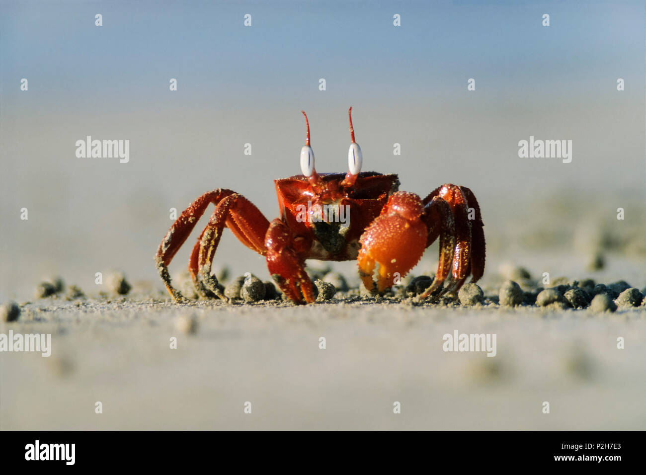 Crabe rouge sur la plage, au Sri Lanka, en Asie Banque D'Images