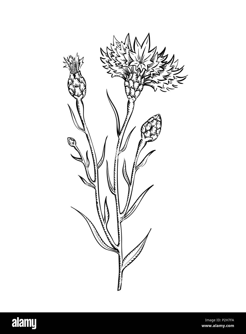 Illustration Vecteur de drap twig, croquis à l'illustration botanique vintage style gravure - wildflower meadow brunch isolated on white Illustration de Vecteur