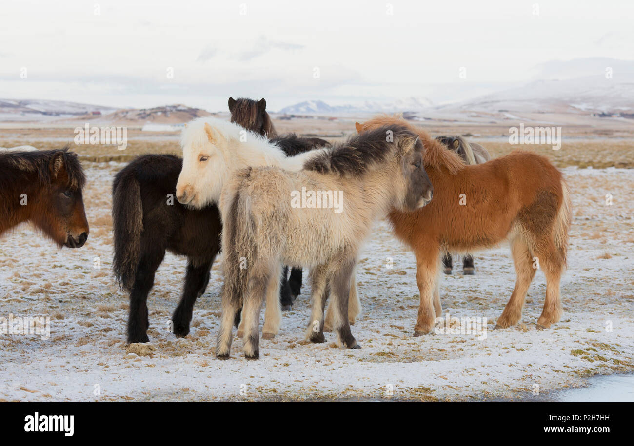 Chevaux Islandic, près de l'Hvollsvollur, île du sud de l'île, Banque D'Images