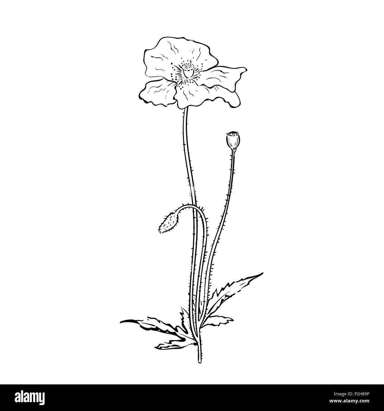 Vector illustration de fleur de pavot twig - gravure croquis dans vintage illustration botanique façon gravée - wildflower meadow brunchs isolé sur Illustration de Vecteur