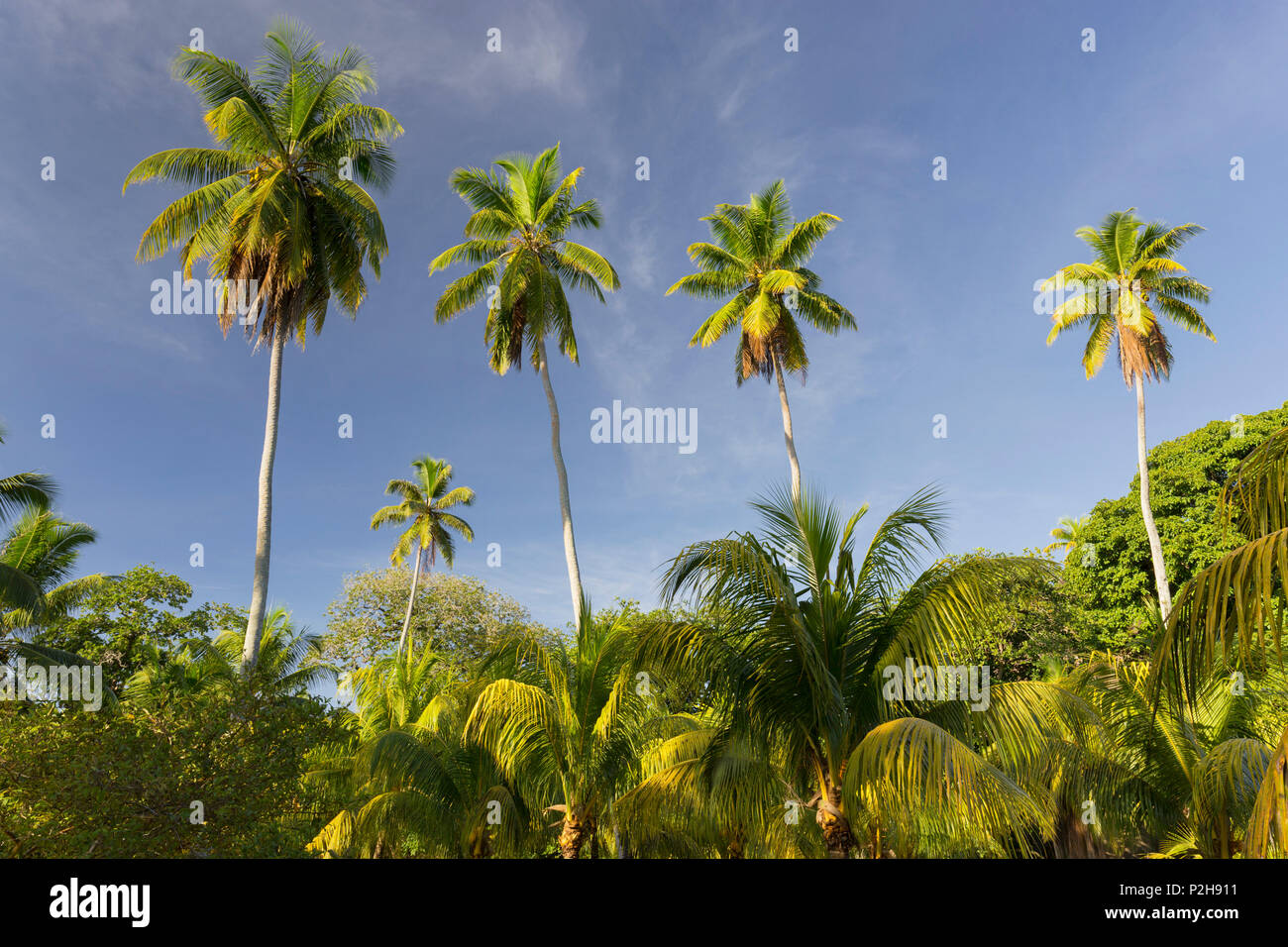 Cocotiers, Plantage L'Union Estate, l'île de La Digue, Seychelles Banque D'Images