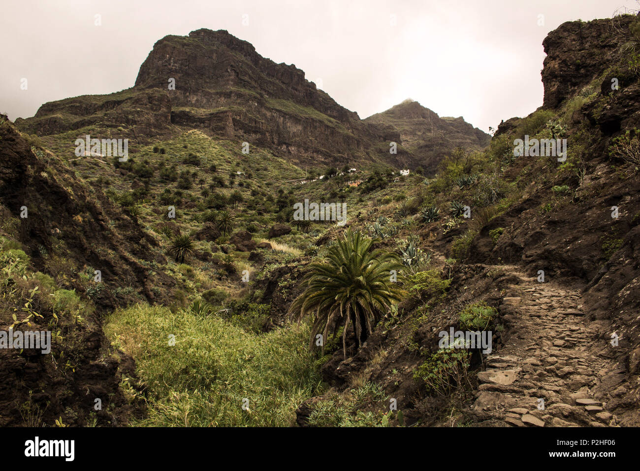 Vue sur la vallée de Masca, îles canaries Banque D'Images