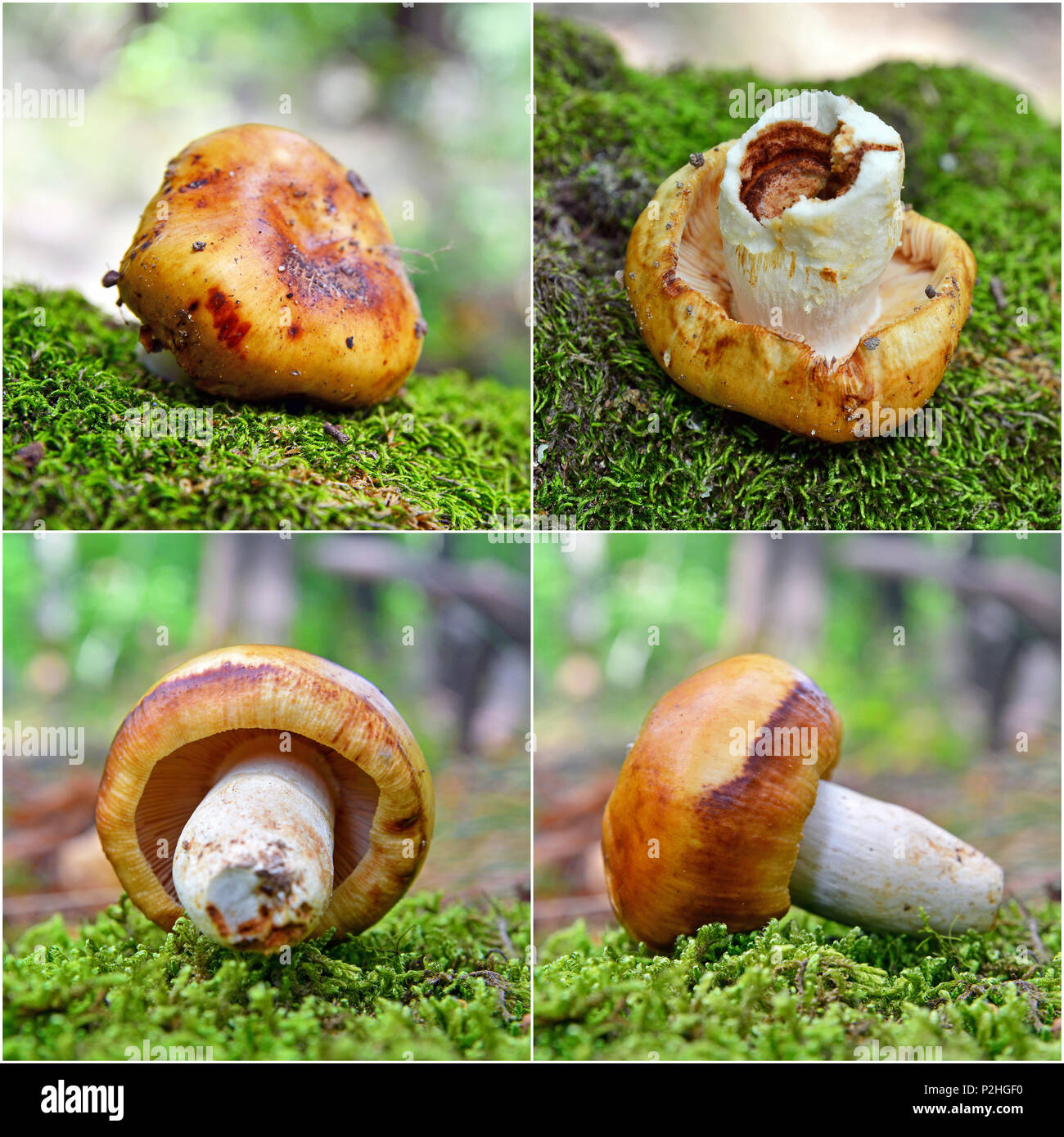Russula foetens montage quatre coups, champignons Banque D'Images
