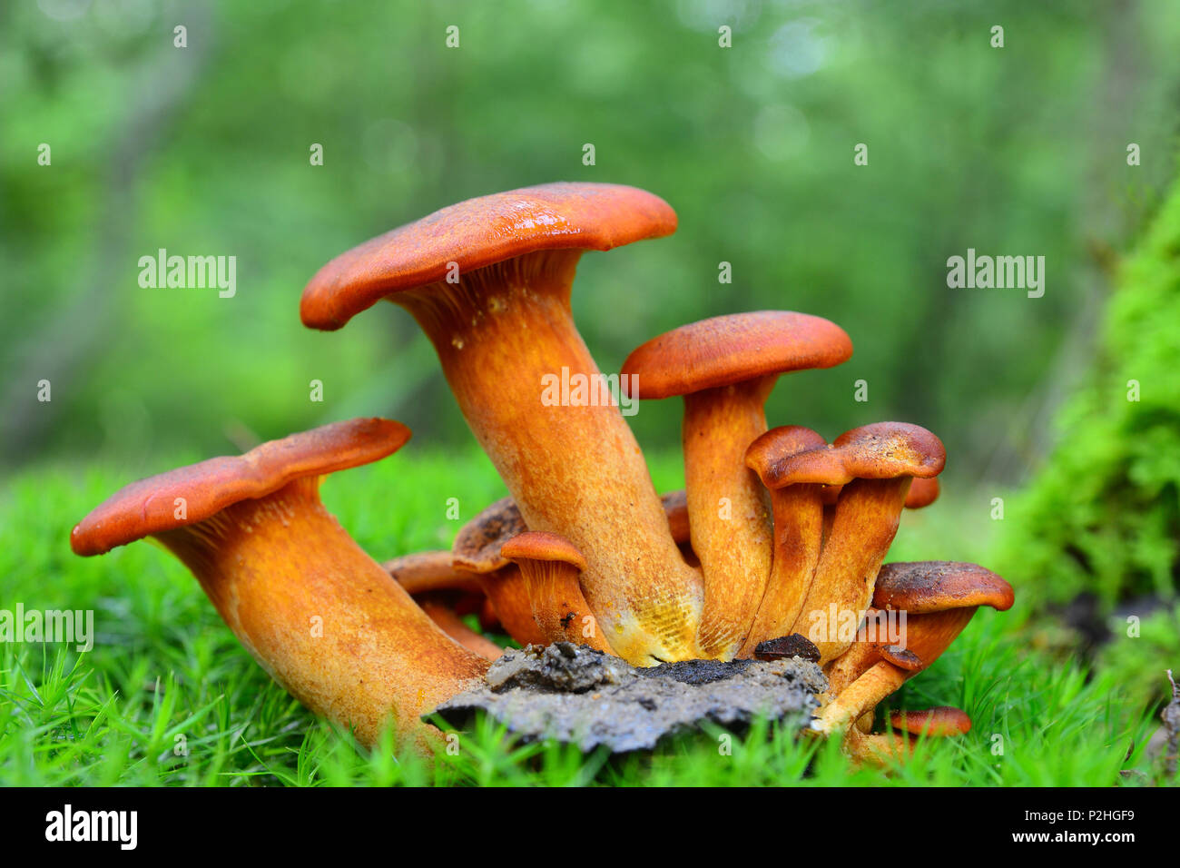 Omphalotus olearius champignons dans la forêt, peut être mortel Banque D'Images