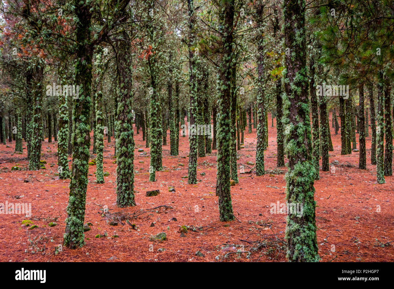 Revanche de lichens sur les troncs des arbres et les aiguilles de pin rouge sur le terrain, forêt à Gran Canaria, Espagne Banque D'Images