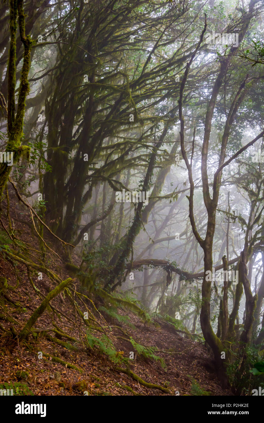 Et la mousse verte de la forêt tropicale, La Gomera canaries Banque D'Images