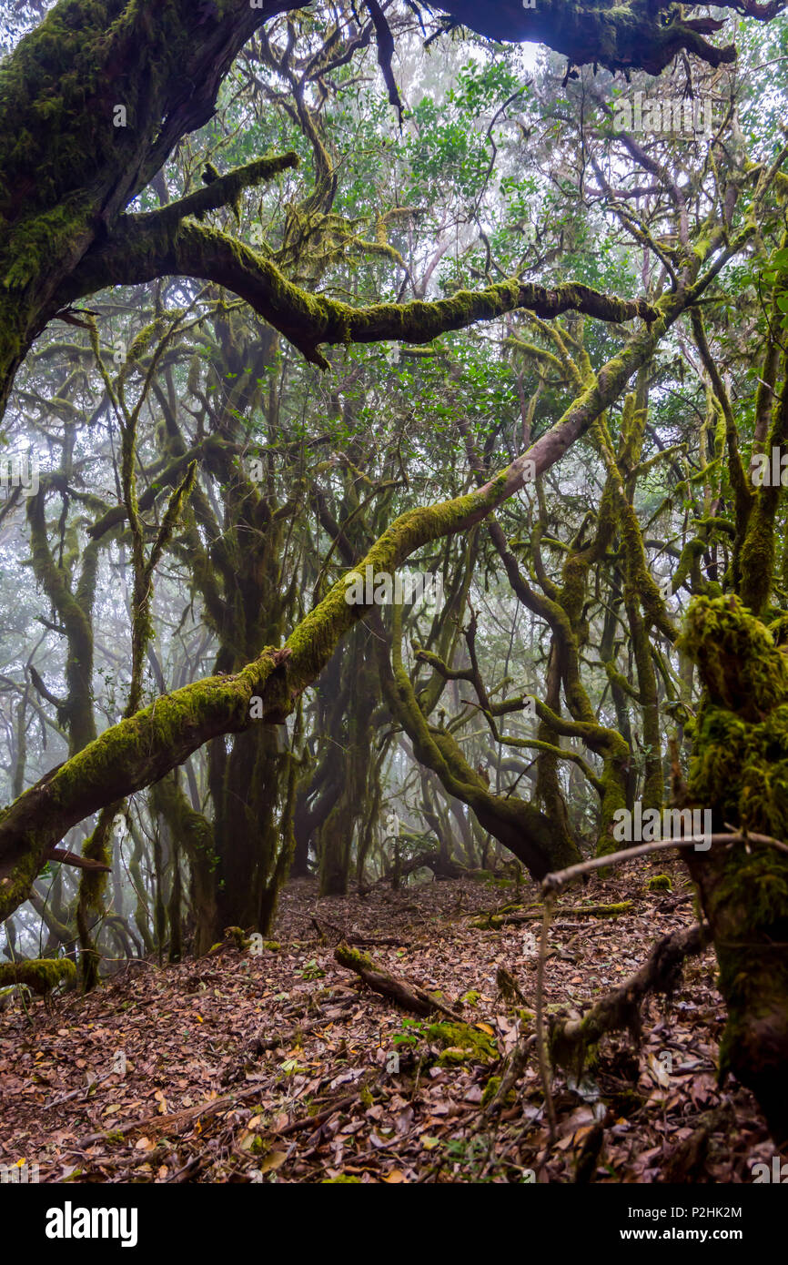 Et la mousse verte de la forêt tropicale, La Gomera canaries Banque D'Images