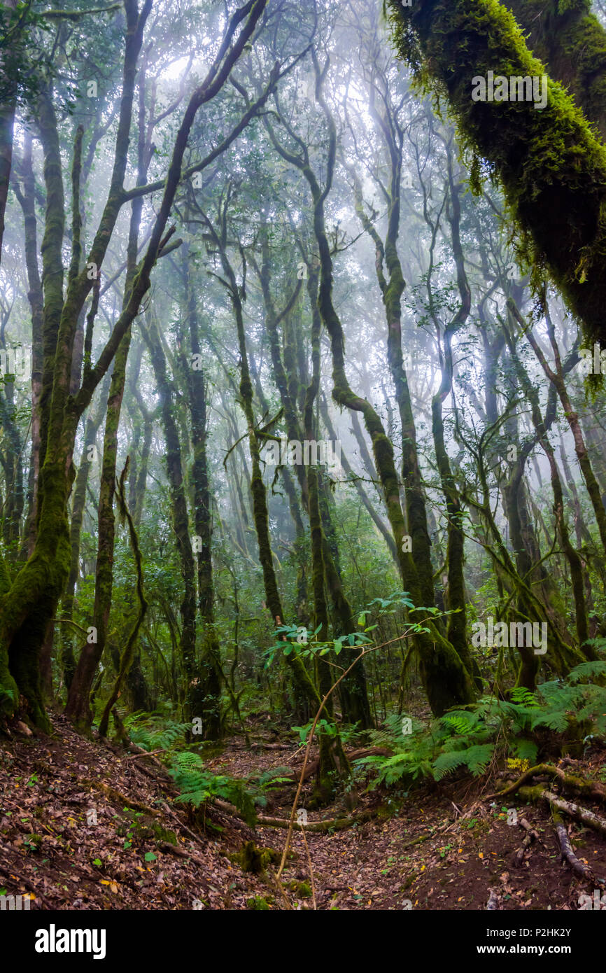 Et la mousse verte de la forêt tropicale, La Gomera canaries Banque D'Images