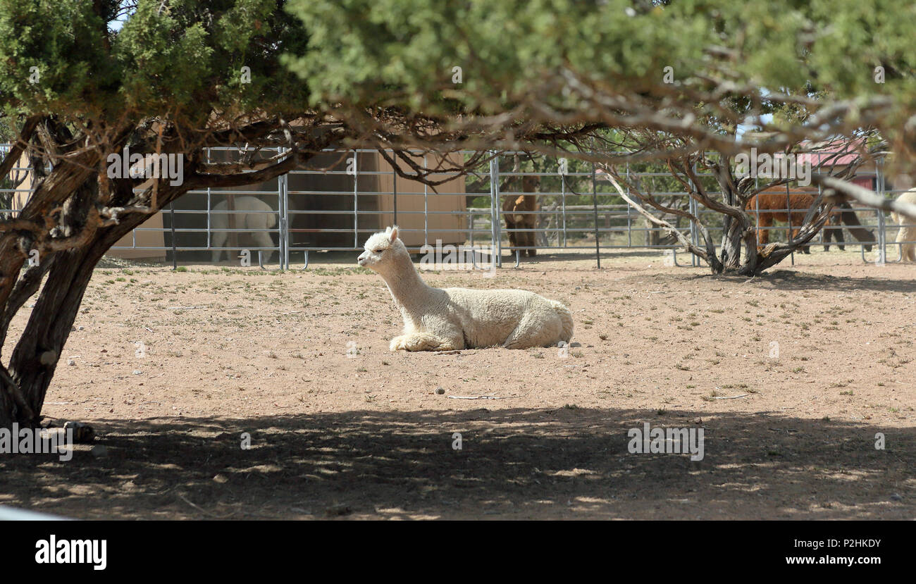 Alpaga blanc détente sur la terre ferme en fixant le soleil Banque D'Images