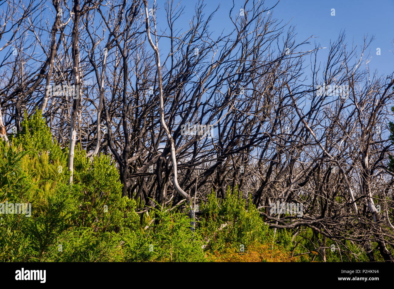 Incendier forêt avec les jeunes de plus en plus bush, La Gomera, Canary Islands Banque D'Images