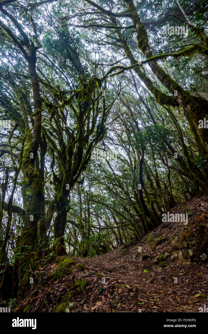 Et la mousse verte de la forêt tropicale, La Gomera canaries Banque D'Images