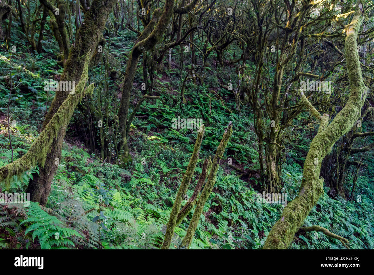 Et la mousse verte de la forêt tropicale, La Gomera canaries Banque D'Images