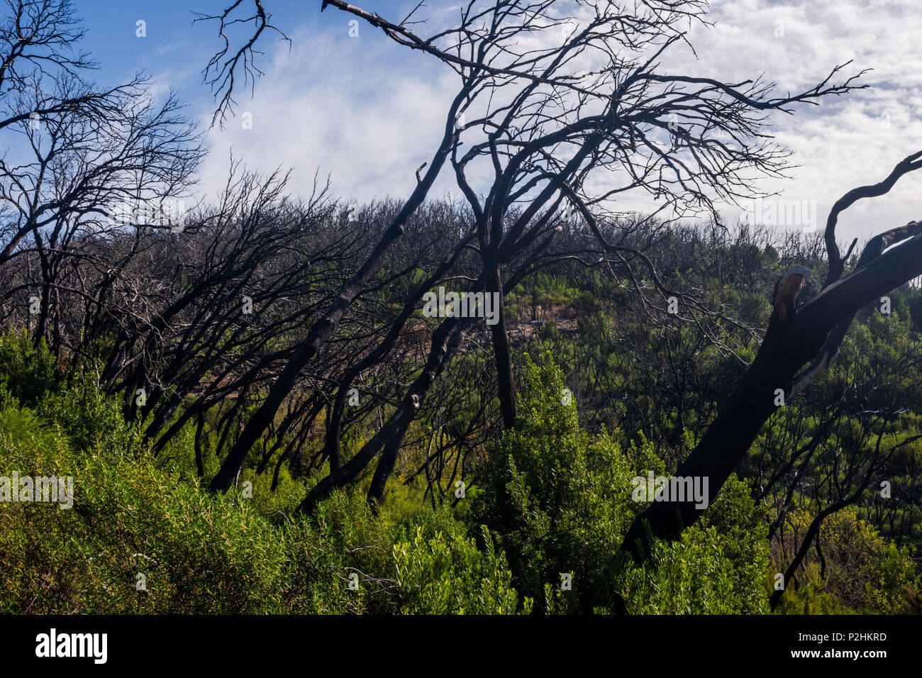 Incendier forêt avec les jeunes de plus en plus bush, La Gomera, Canary Islands Banque D'Images
