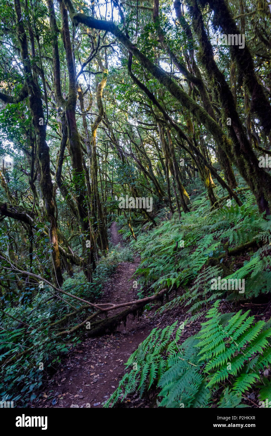 Et la mousse verte de la forêt tropicale, La Gomera canaries Banque D'Images