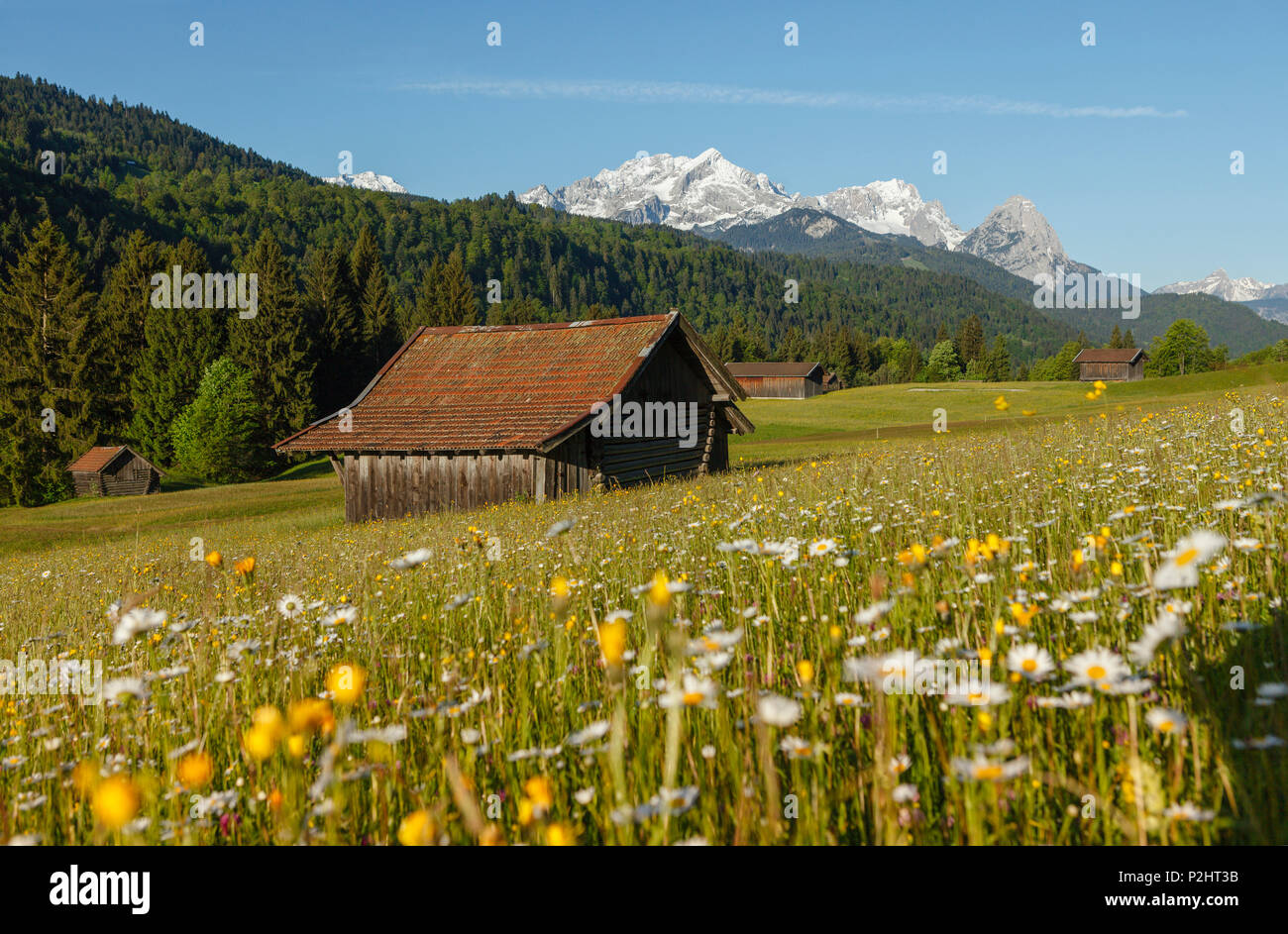 Grange à foin dans une prairie en fleurs, printemps, près de Garmisch-Partenkirchen, du Wetterstein, Alpspitze, Zugspitze, Werdenfelser L Banque D'Images