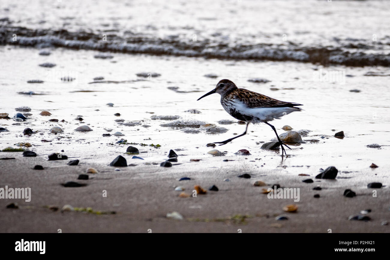 Le bécasseau variable Calidris alpina en plumage d'été en marche le long de la côte sur la péninsule de Gower du sud du Pays de Galles UK Banque D'Images