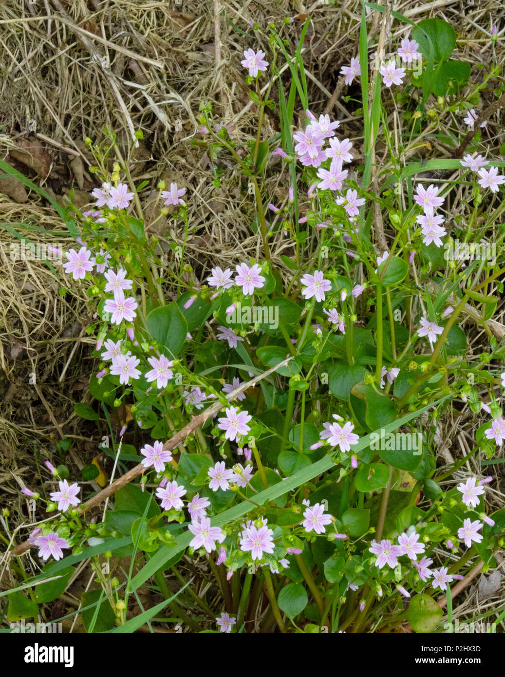 Pourpier rose le Montia sibirica croissant dans une haie de Dartmoor bas Devon UK Banque D'Images