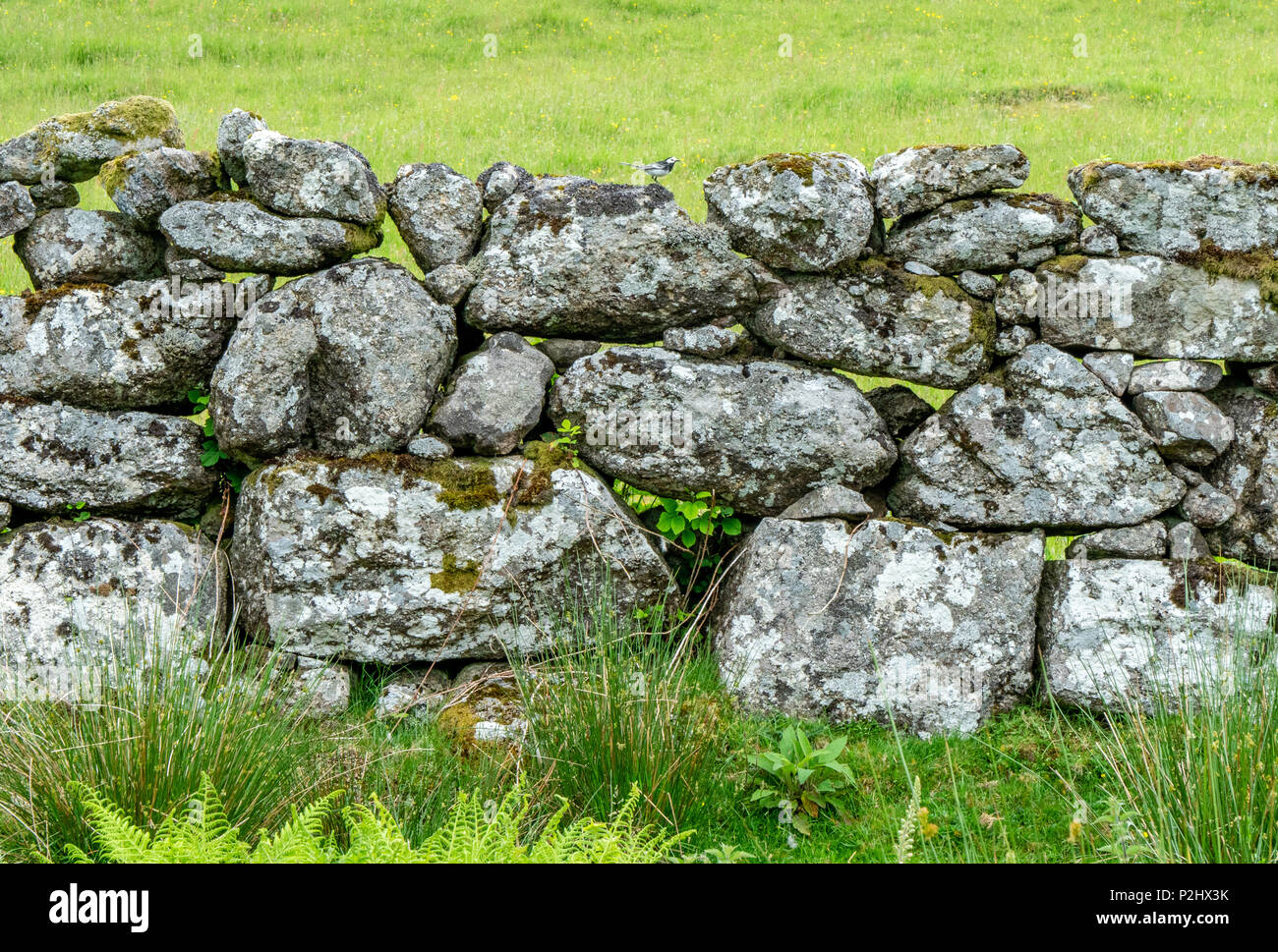 Bordure de champ Dartmoor traditionnel mur construit sans mortier de tas de pierres de granit lourd dont le poids lui confère une stabilité remarquable - Devon UK Banque D'Images