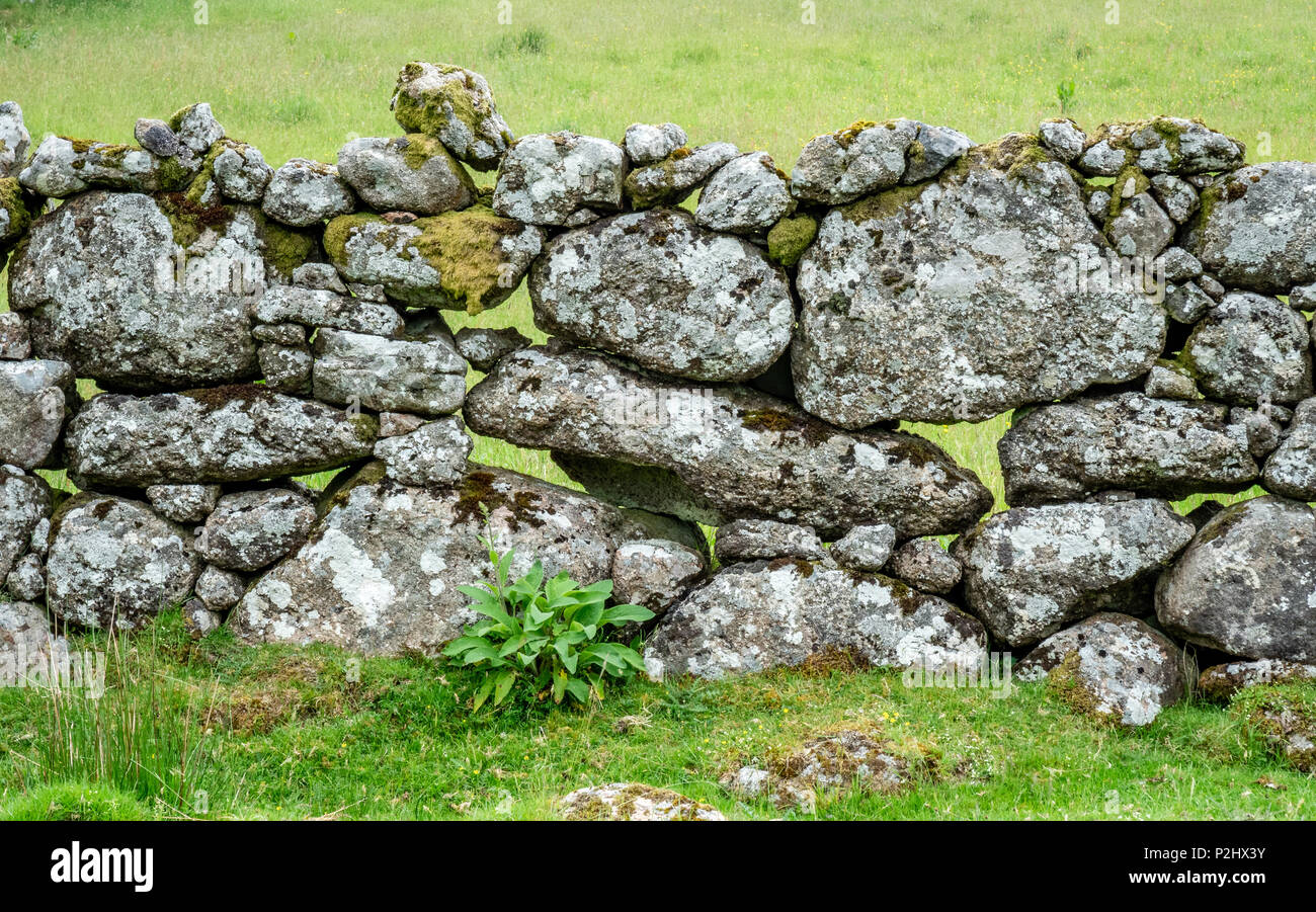 Bordure de champ Dartmoor traditionnels murs construits sans mortier de tas de pierres de granit lourd dont le poids lui confère une stabilité remarquable - Devon UK Banque D'Images