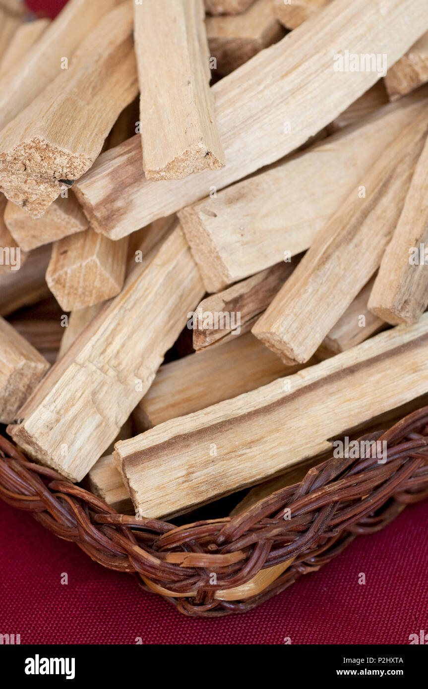 Palo Santo Tree d'Encens Banque D'Images