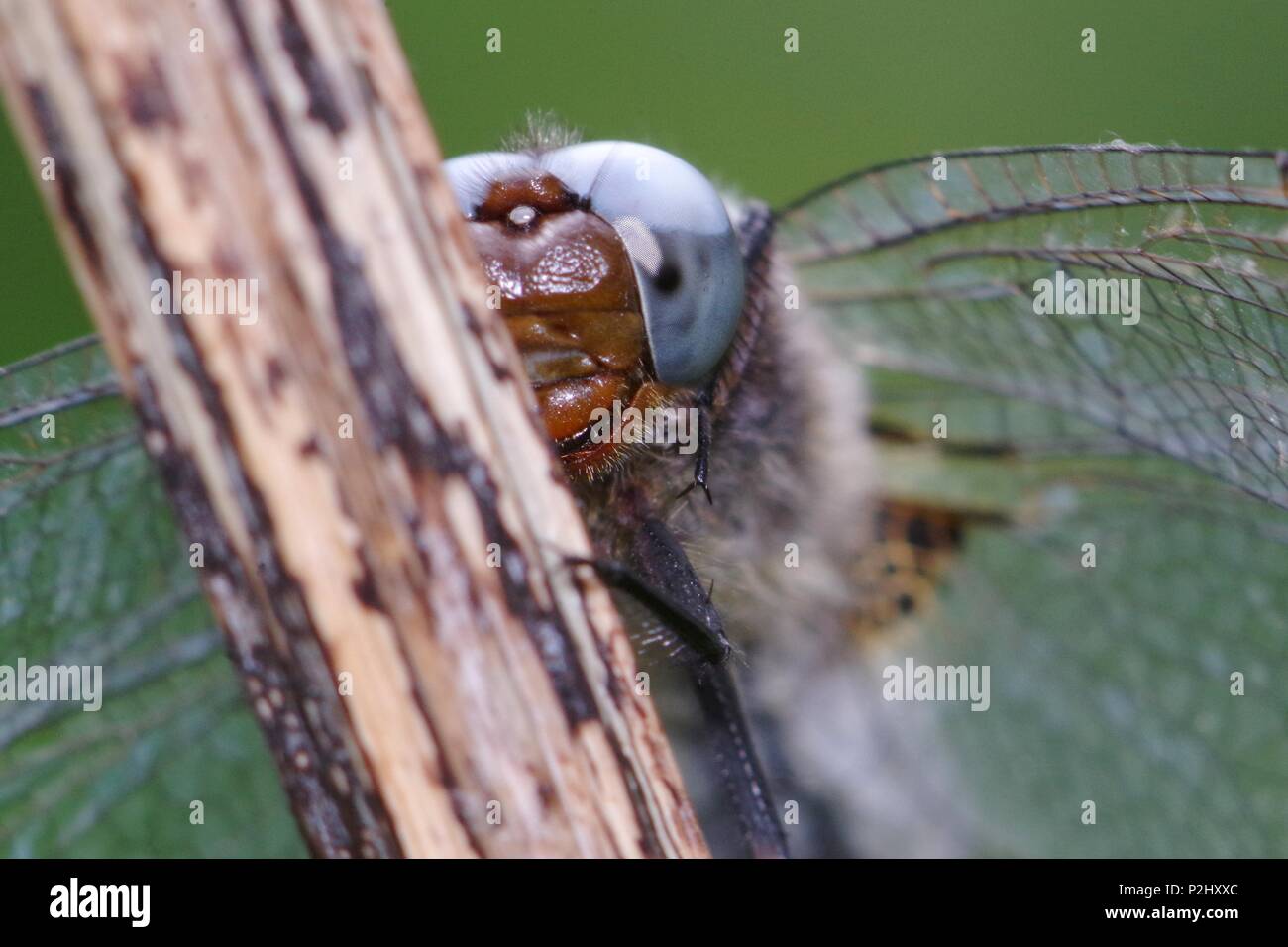 macro de libellule Banque D'Images