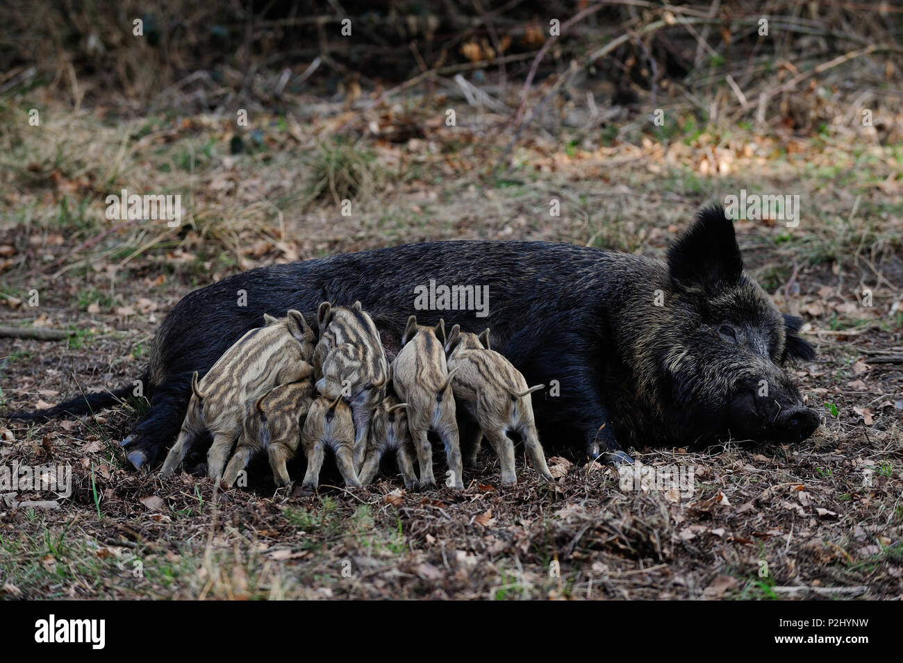 Les porcelets sanglier boire du lait de sa mère, le ressort (Sus scrofa) Banque D'Images