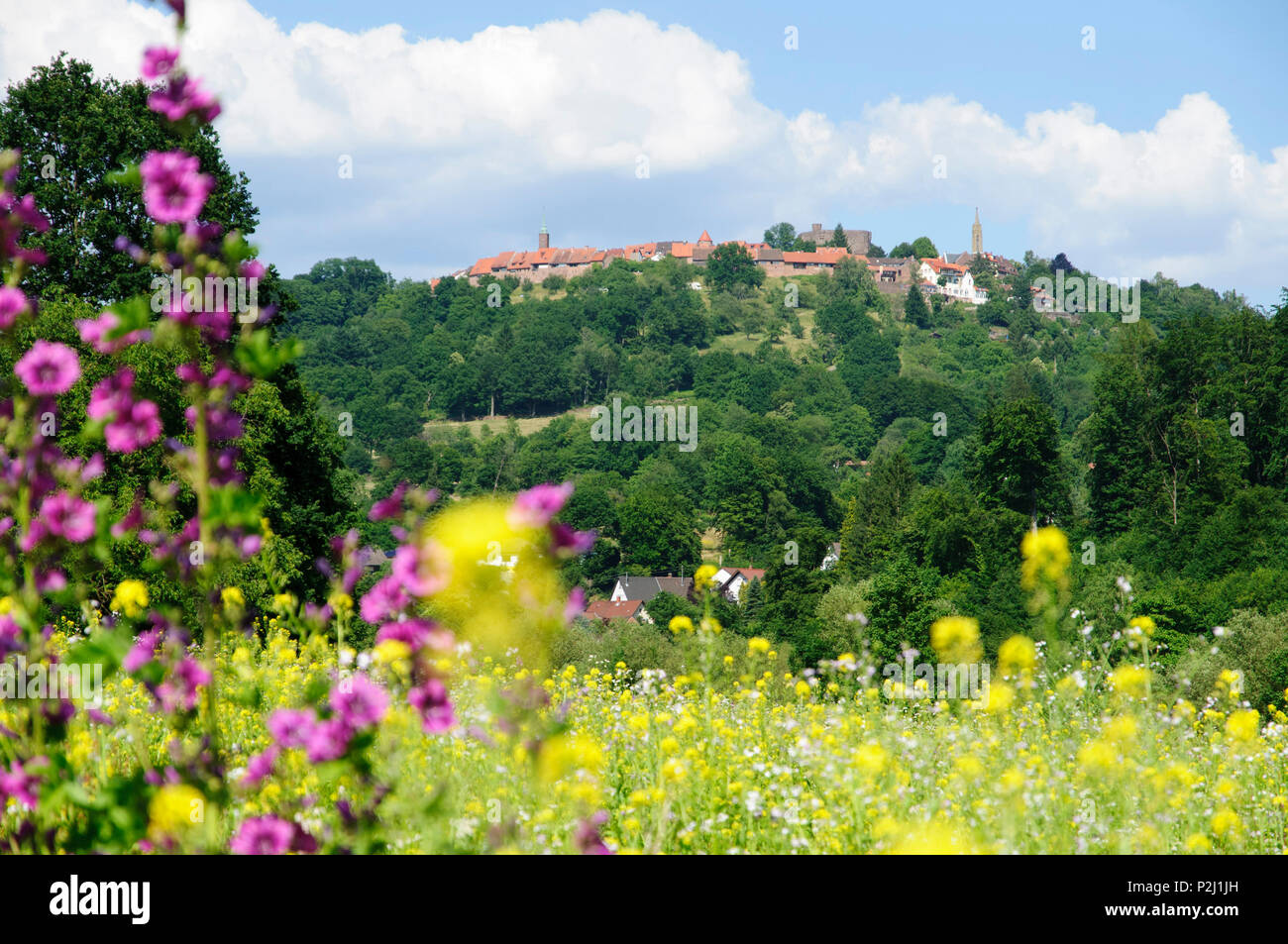 Champ rempli de fleurs de montagne de Dilsberg village avec en arrière-plan, Neckar, Bade-Wurtemberg, Allemagne Banque D'Images