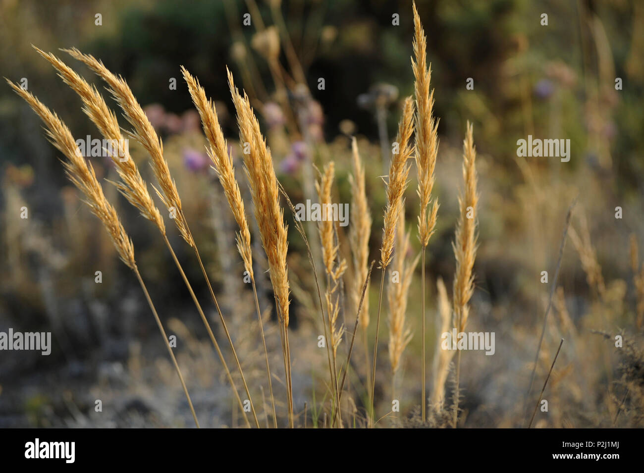 Herbe séchée dans la Serrania de Ronda, Province de Malaga, Andalousie, Espagne Banque D'Images