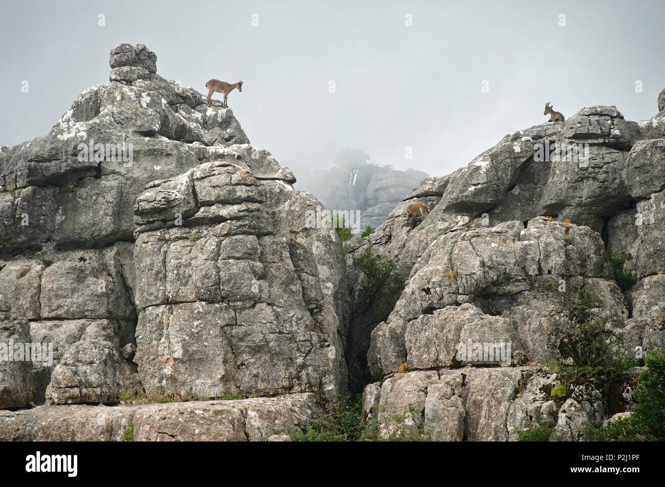 La Cantabrie, Chamois Rupicapra pyrenaica parva, sur des rochers au Torcal de Antequera, la province de Malaga, Andalousie, Espagne Banque D'Images