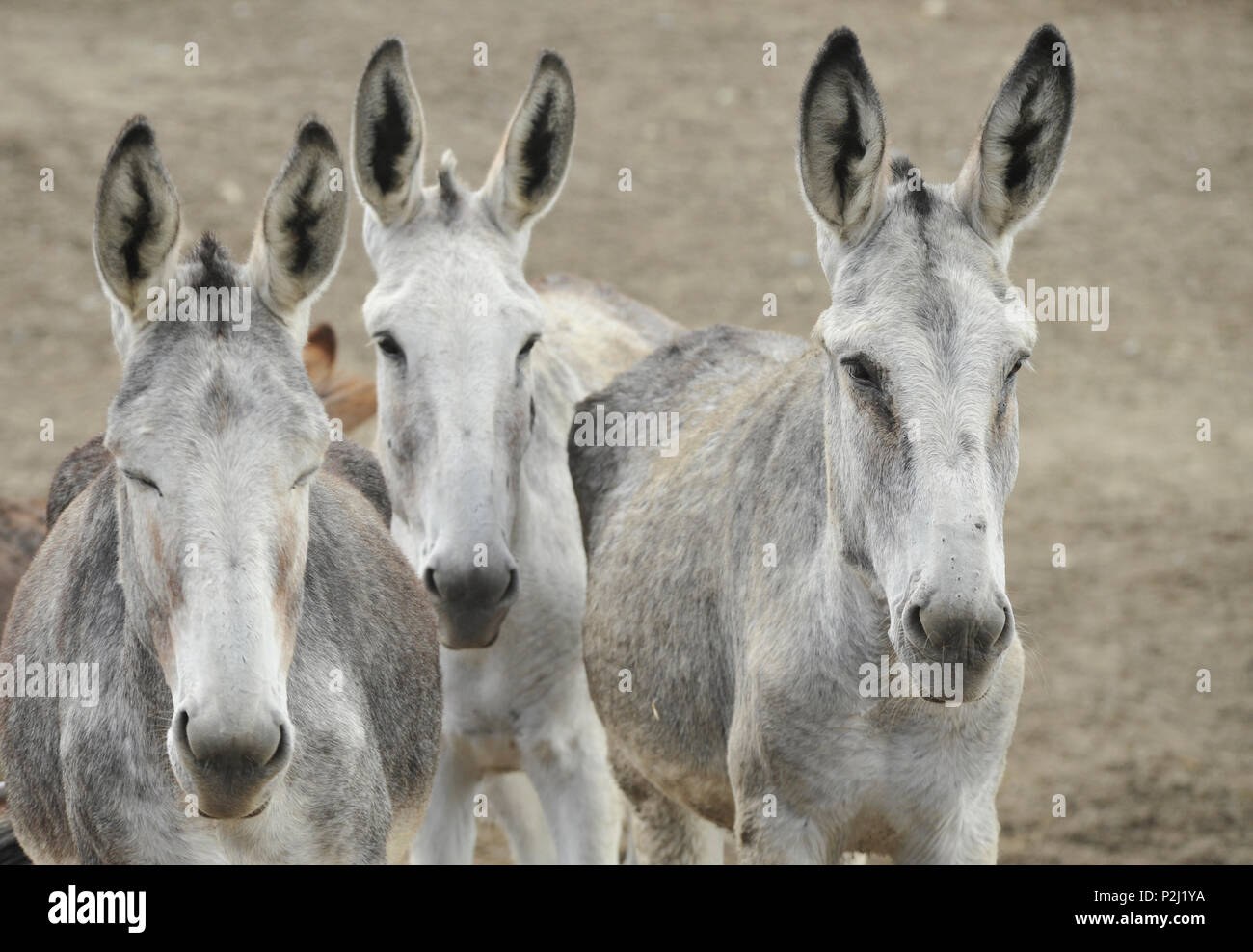 Trois ânes andalous, mare et son poulain, près de Grenade, Andalousie, Espagne Banque D'Images