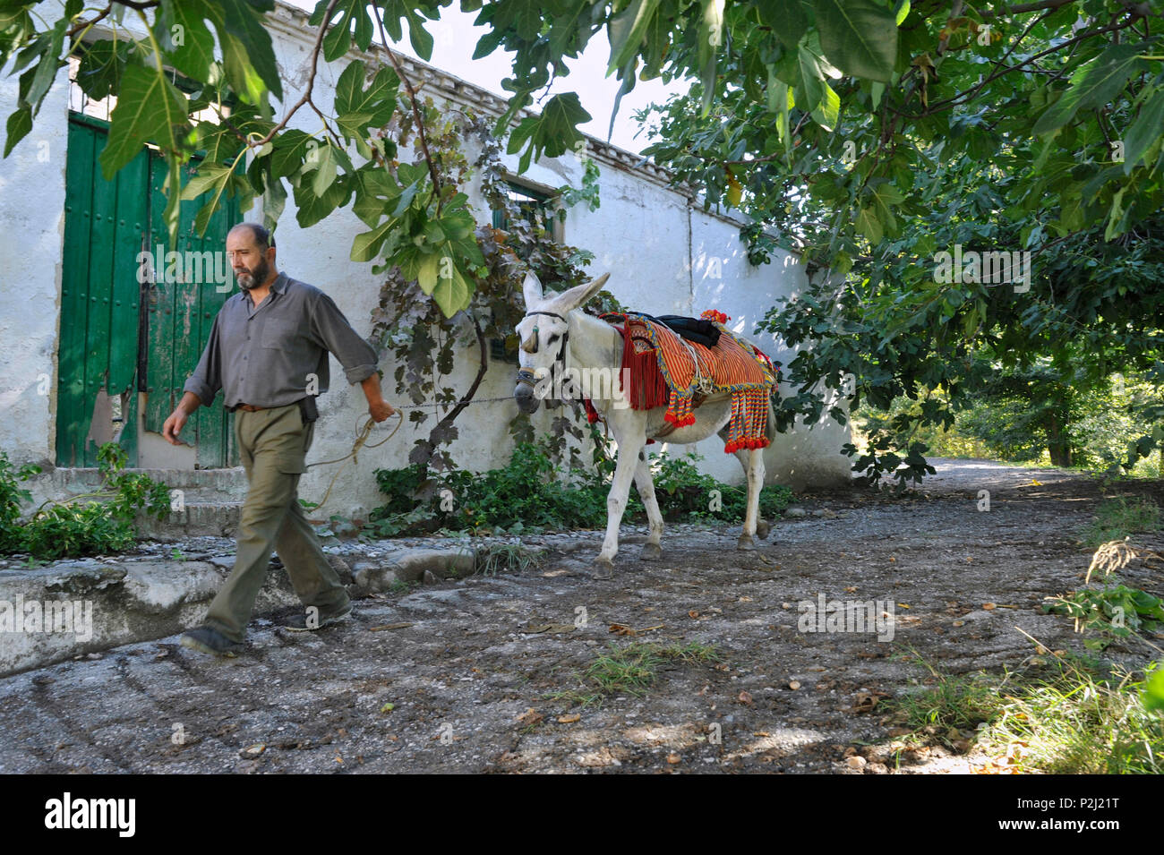 Homme - Rafael Fuentes Lopez - avec âne andalou marche dans la vegas sous le figuier commun près de Monachil, près de Grenade à t Banque D'Images