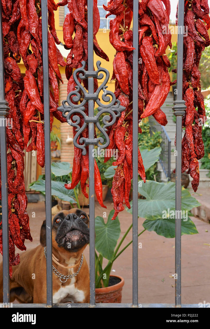 Chien derrière clôture lorsque a souligné le poivron rouge est le séchage, Monachil, près de Grenade, au pied de la Sierra Nevada, Andalousie, Sp Banque D'Images