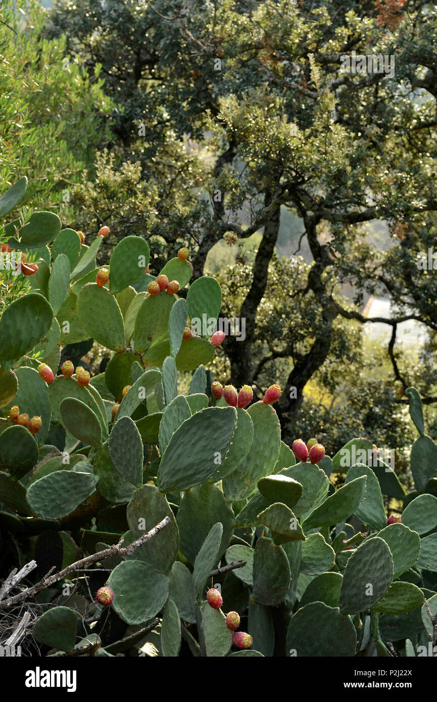 Cactus et arbres de chêne-liège dans la Serrania de Ronda, Andalousie, Espagne Banque D'Images