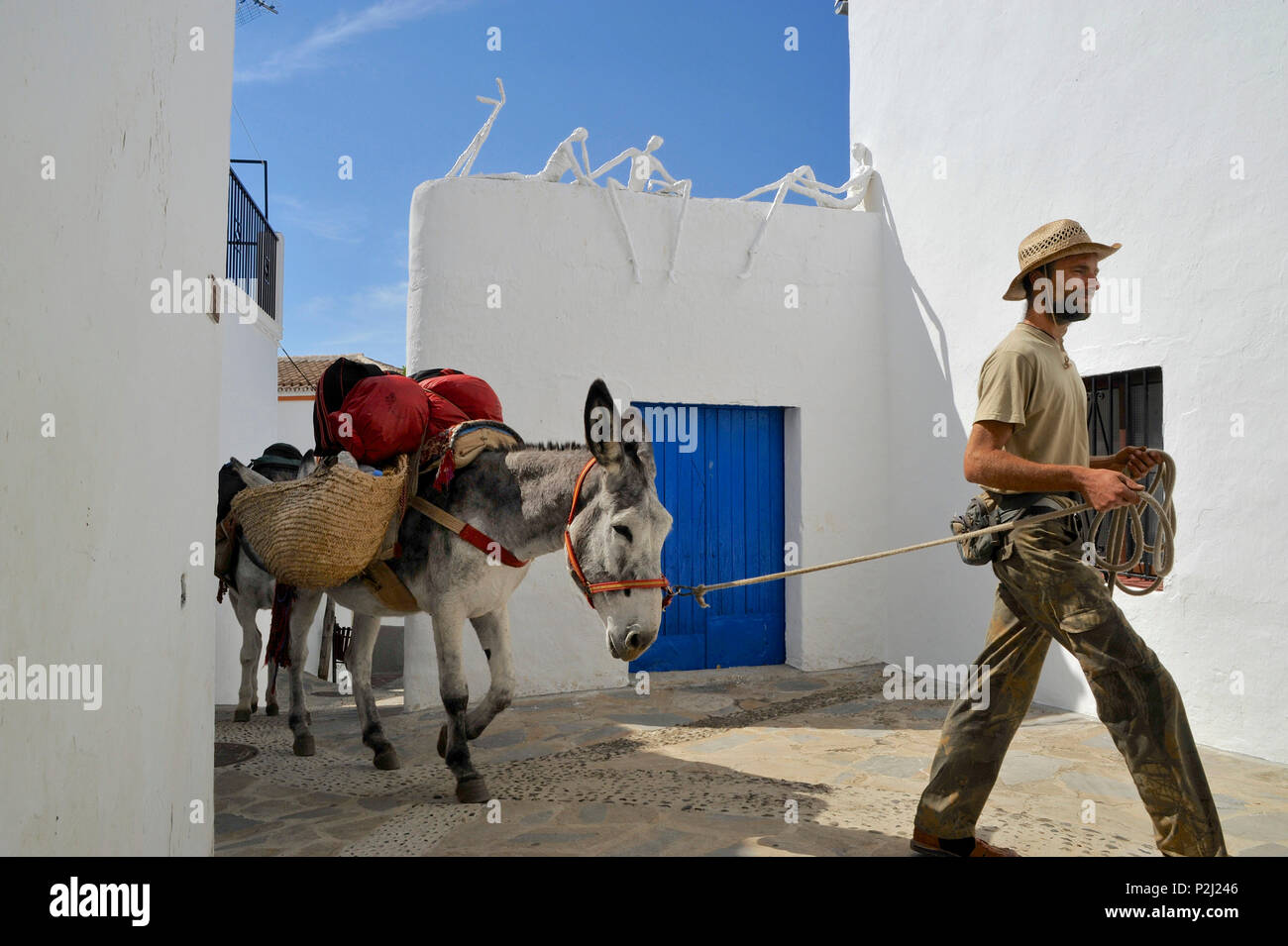 Homme marchant avec des ânes à travers l'artiste village Genalguacil, homme avec ses deux ânes andalous dans la Serrania de Ronda, une Banque D'Images