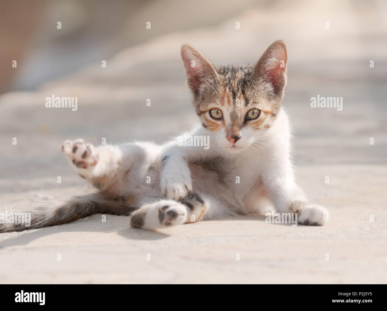 Mignon Bebe Chaton Tabby Calico Dilue Rouler Joyeusement Sur Son Dos Expose Son Ventre Chypre Photo Stock Alamy