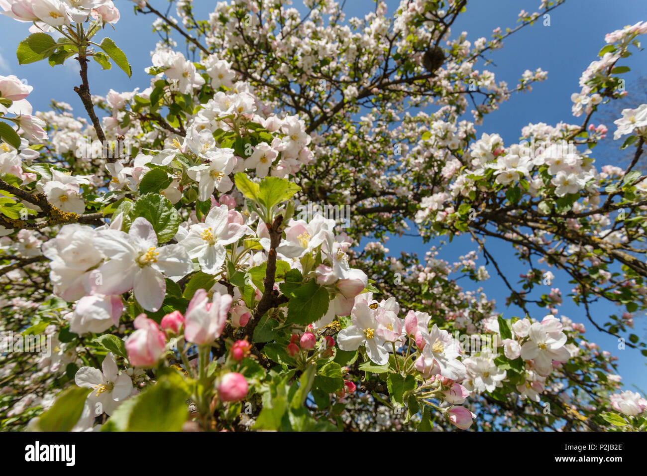 Apple Blossom au printemps, au sud de Munich, Haute-Bavière, Bavaria, Germany, Europe Banque D'Images