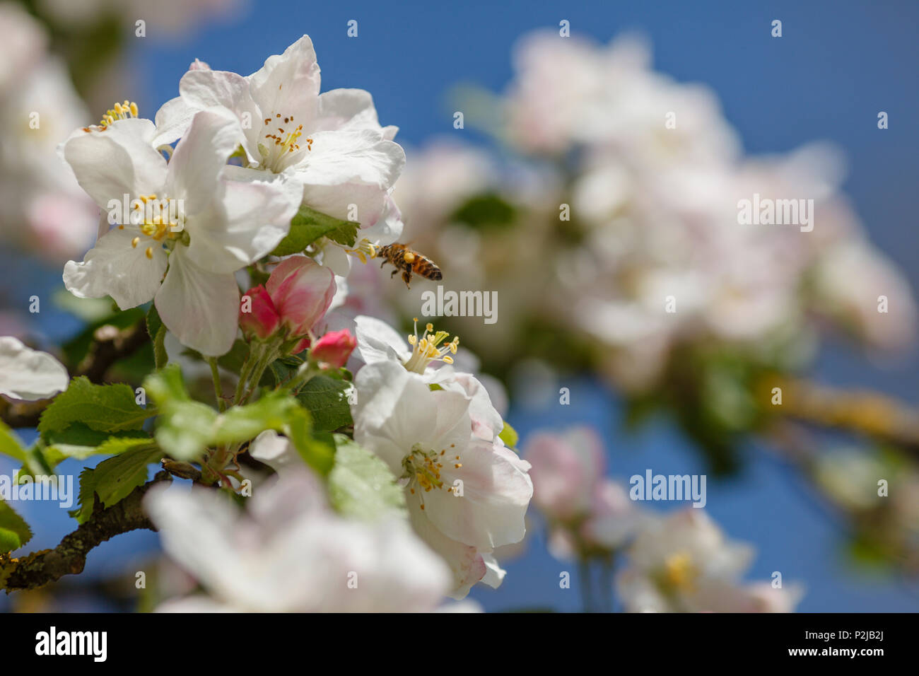 Apple Blossom au printemps, au sud de Munich, Haute-Bavière, Bavaria, Germany, Europe Banque D'Images