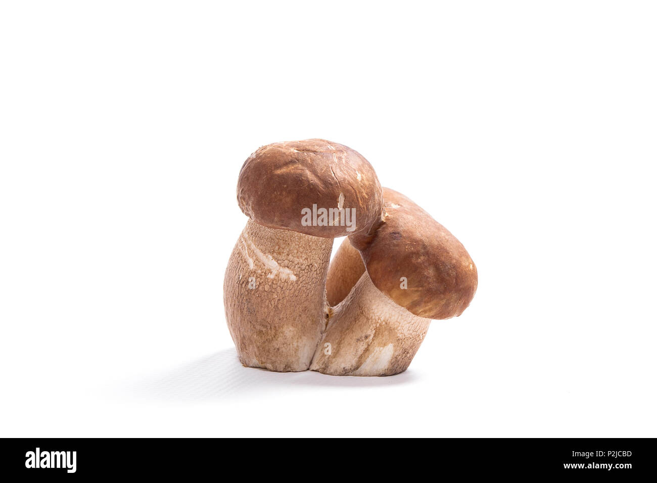 Récolté à l'automne étonnant triple champignon comestible boletus edulis (cèpes) connu sous le nom de champignons porcini isolé sur fond blanc. Banque D'Images